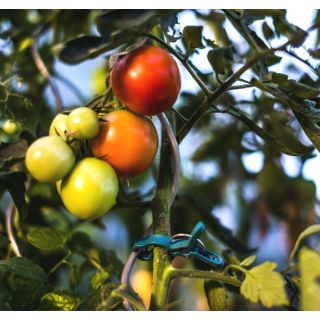 ΜΑΝΤΑΛΑΚΙΑ ΓΙΑ ΣΤΗΡΙΓΜΑΤΑ ΦΥΤΩΝ BLISTER 20 TEM